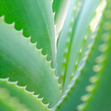 Zoom sur l'Aloe Vera