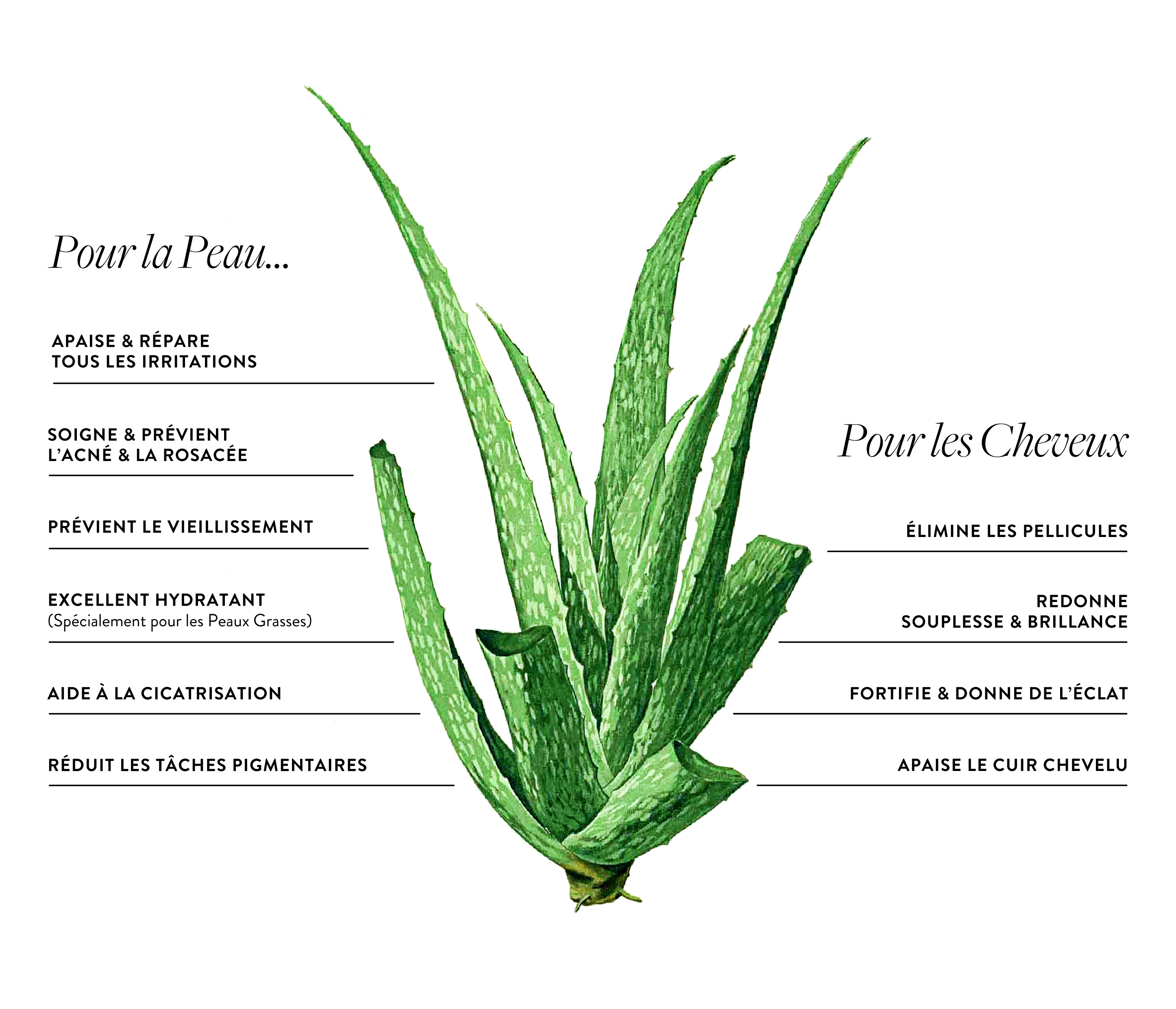 Zoom sur l'Aloe Vera